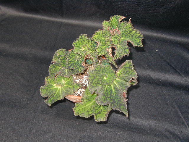 B. ‘Wheel of Fortune’